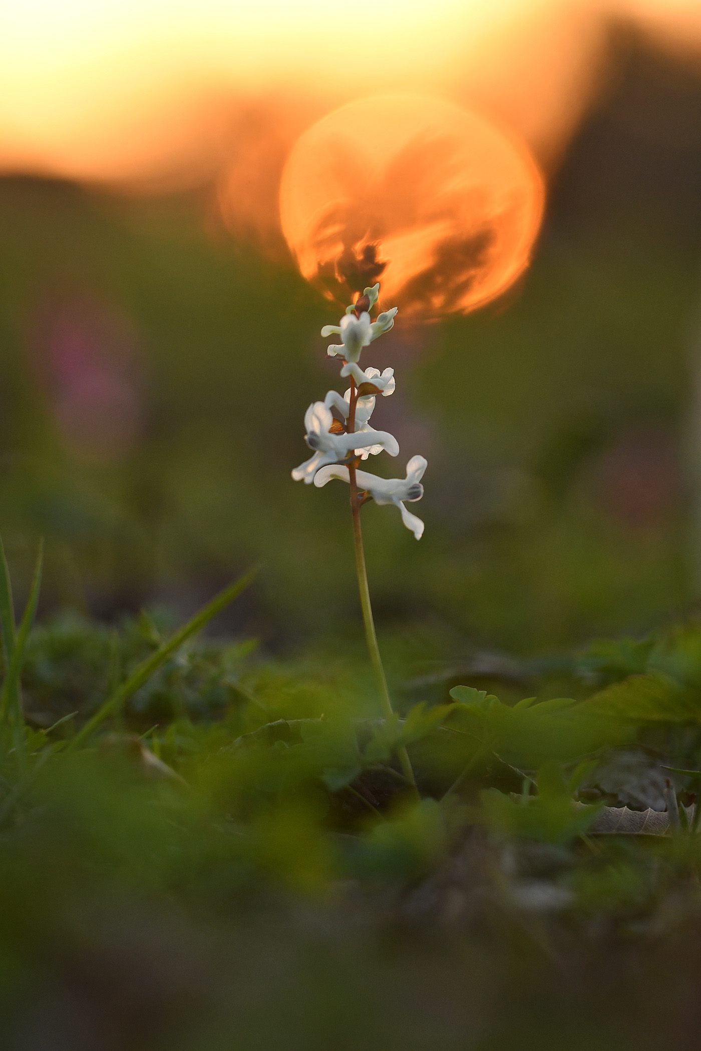 Lerchensporn am Abend