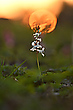 Lerchensporn am Abend