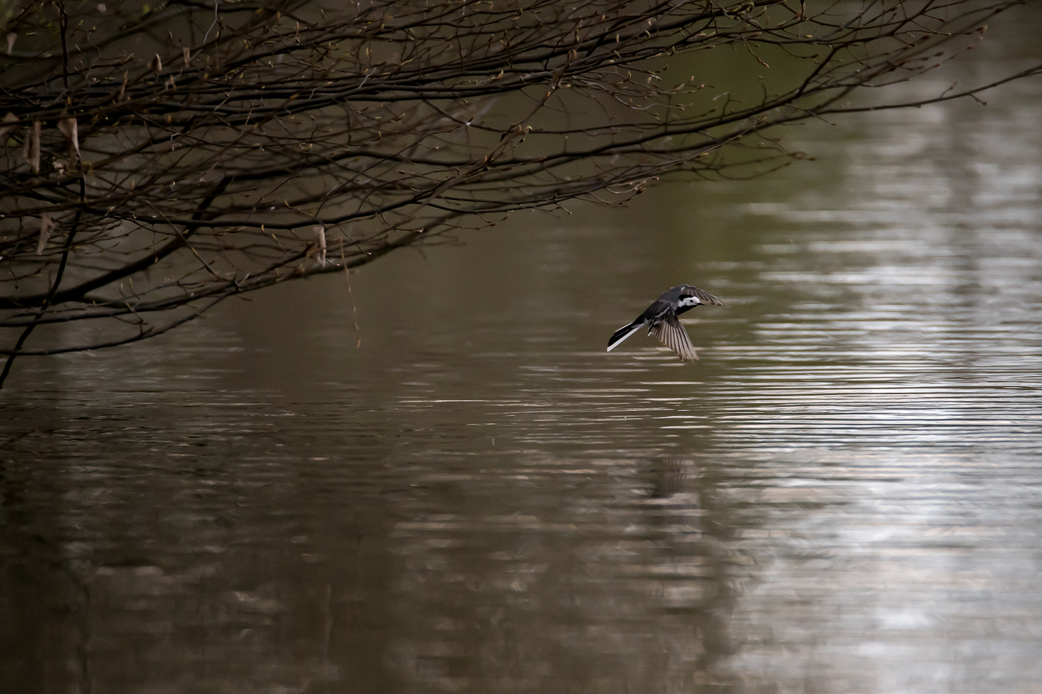 Bachstelze im Flug