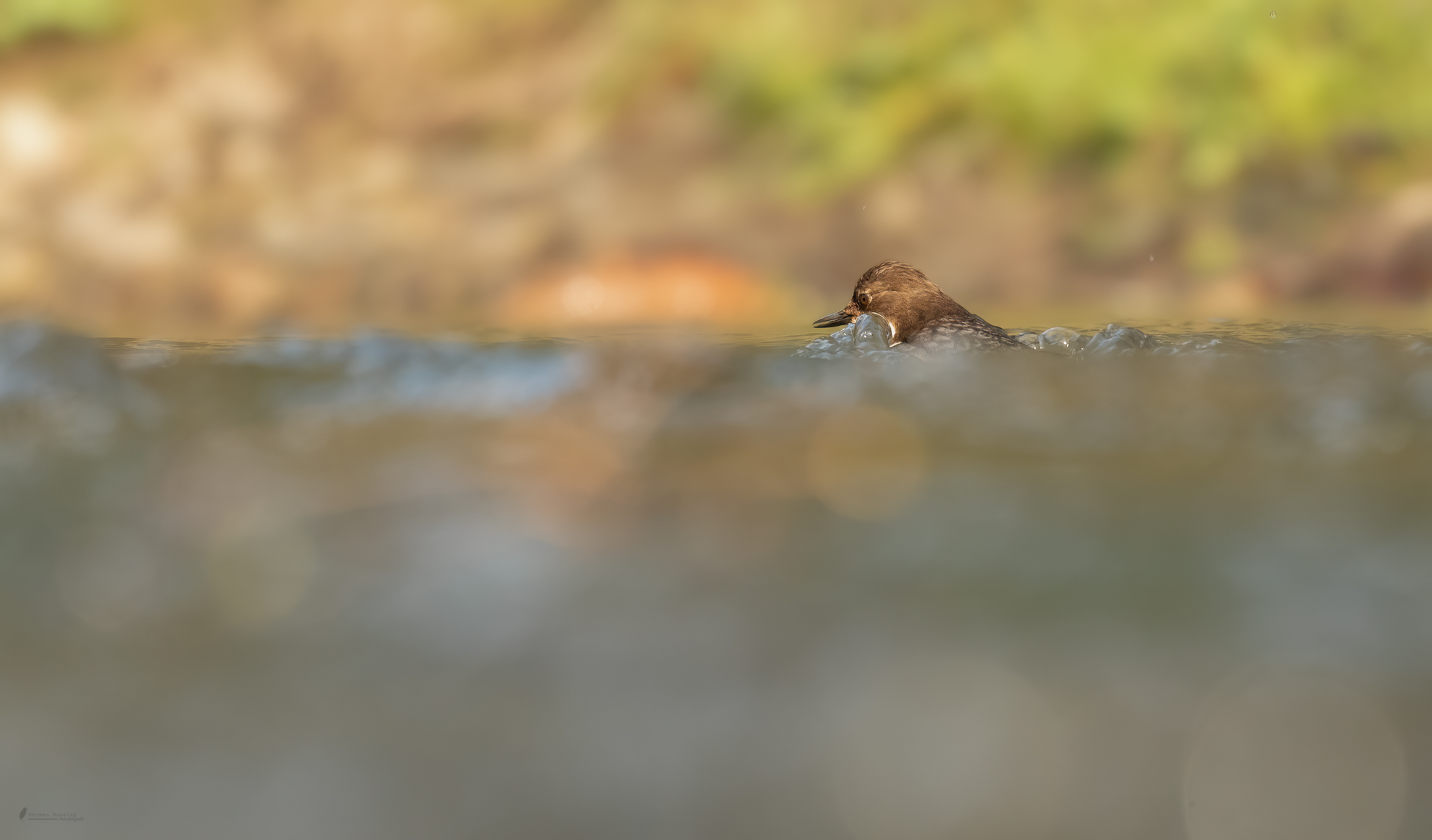 Wasseramsel in ihrem Element