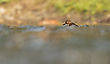 Wasseramsel in ihrem Element