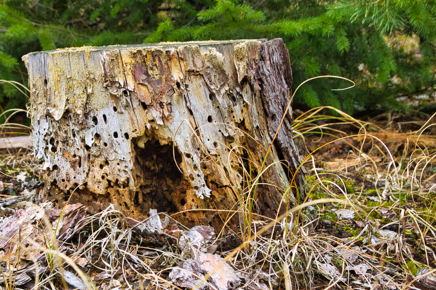 Die Natur holt sich alles wieder!