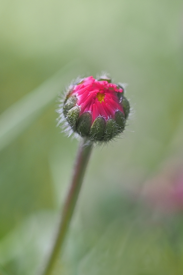 "schlafendes" Gänseblümchen