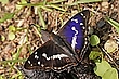 Apatura iris