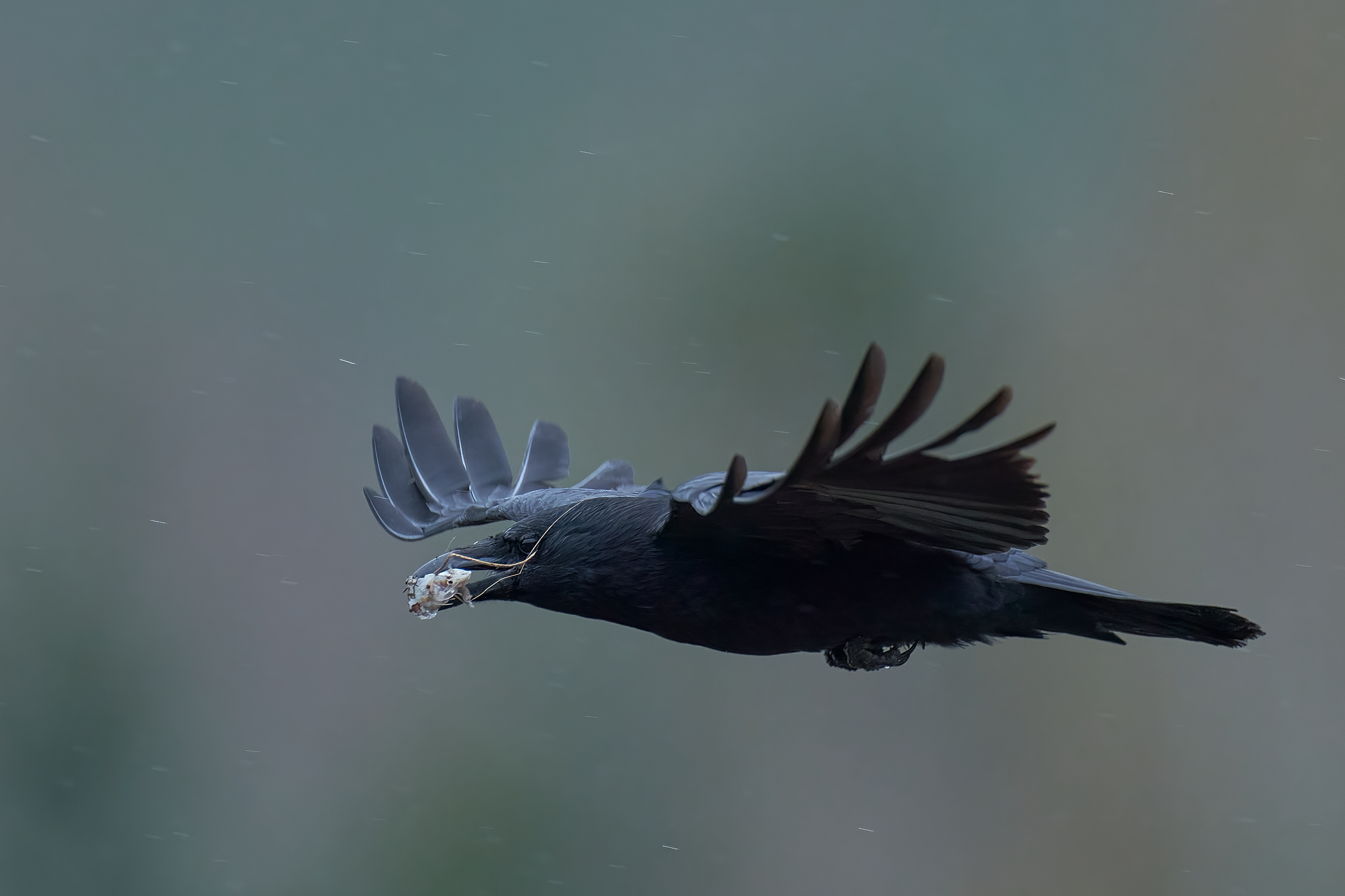 Krähe mit Beute im Regen