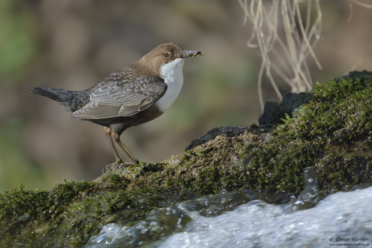 Wasseramsel 2