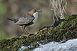Wasseramsel 2