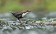 Wasseramsel in ihrem Element 2