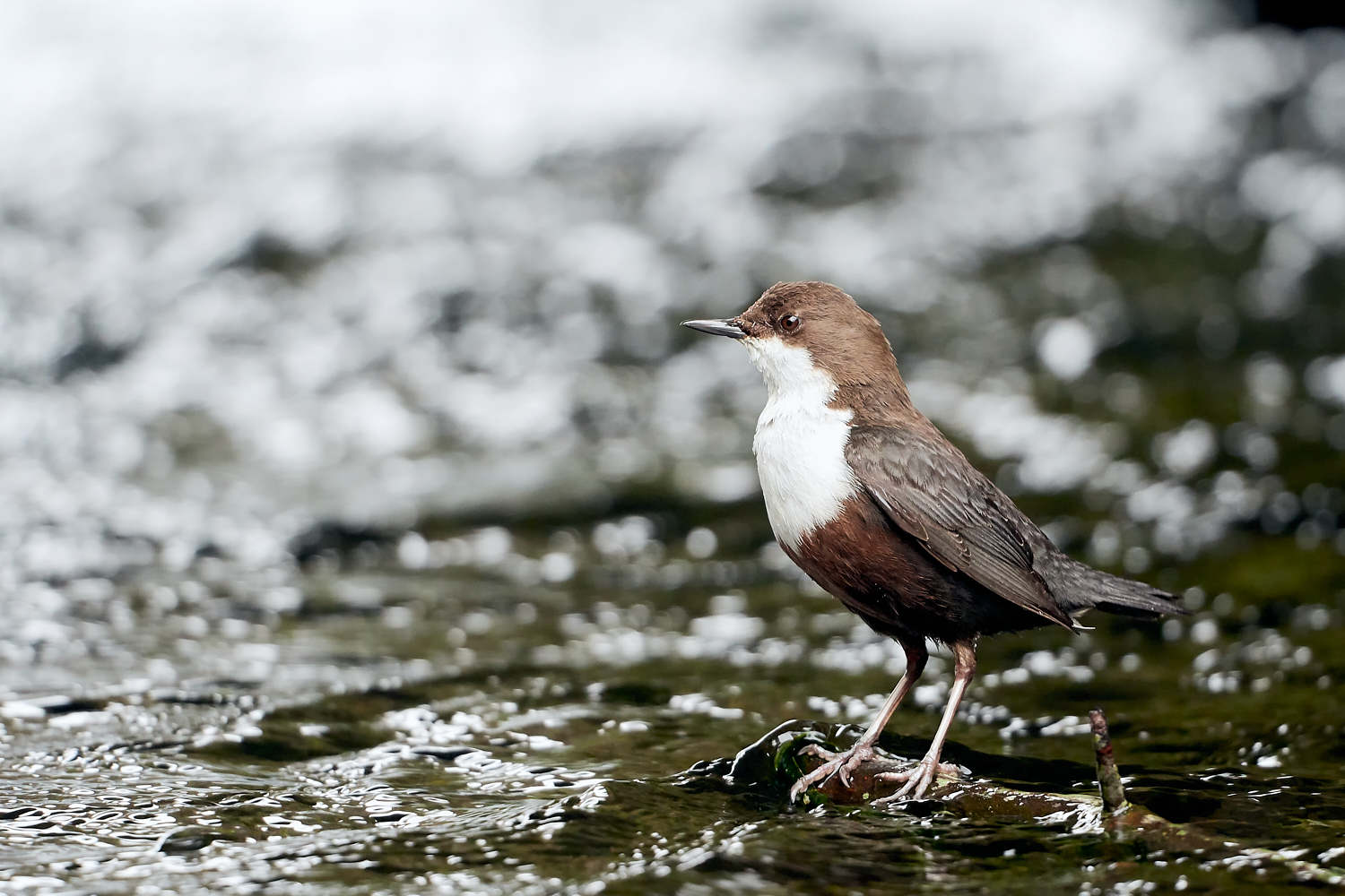 Wasseramsel