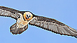 Mit dem Bartgeier Auge in Auge