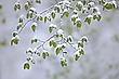 Frühling