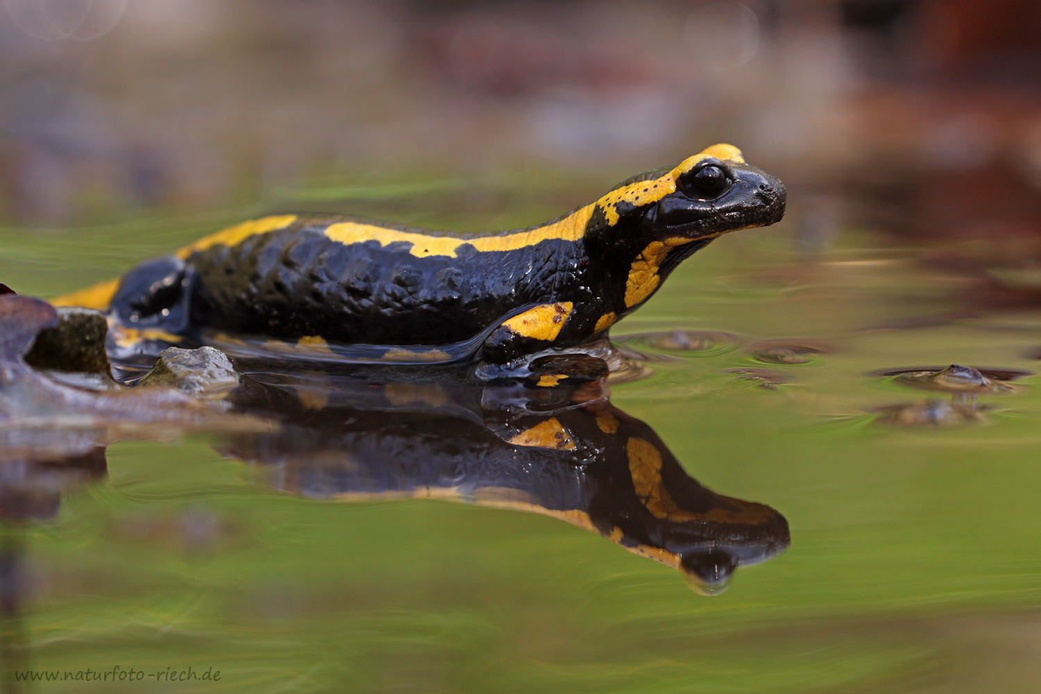 Feuersalamander