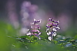 Lerchensporn