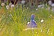 Tauben im GRas...