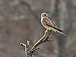Turmfalke