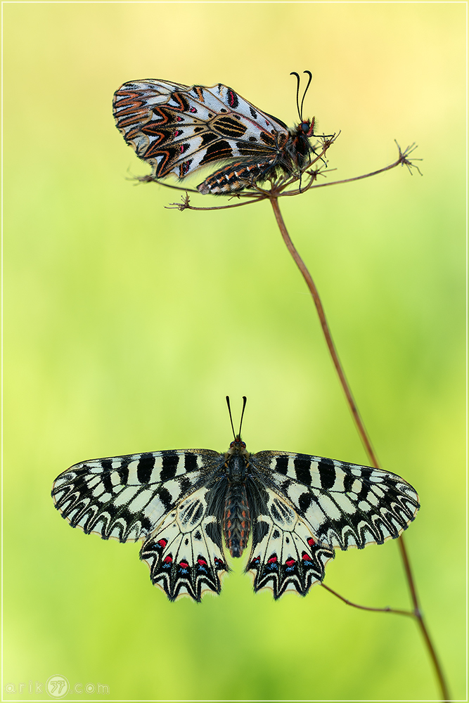 Osterluzeifalter - Zerynthia polyxena