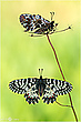Osterluzeifalter - Zerynthia polyxena
