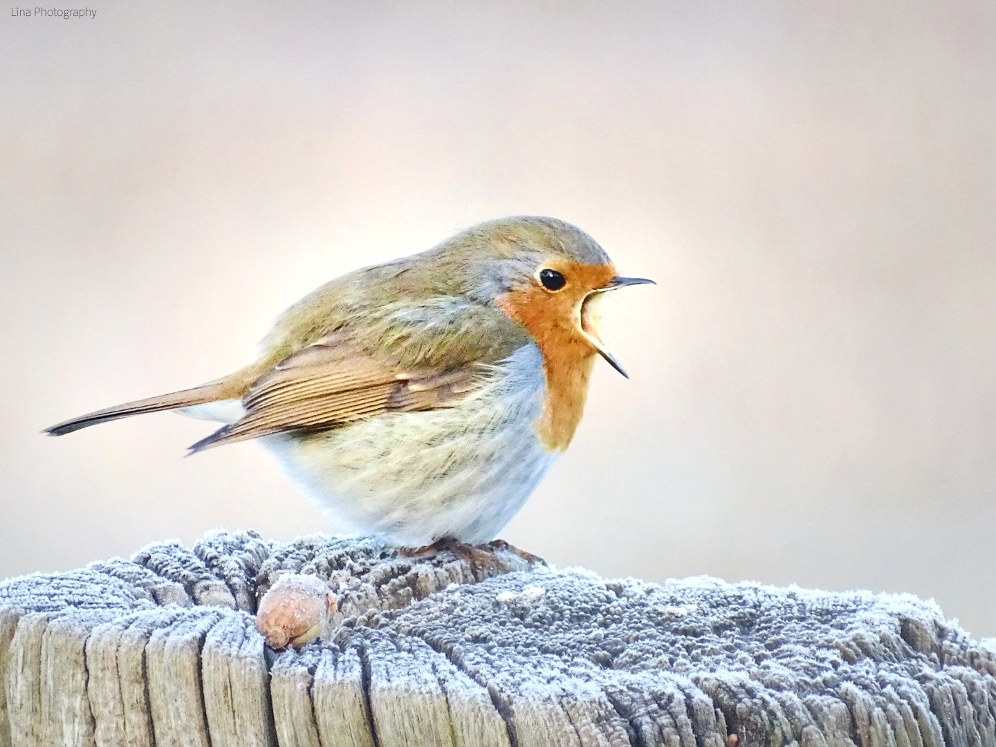 Robin is screaming