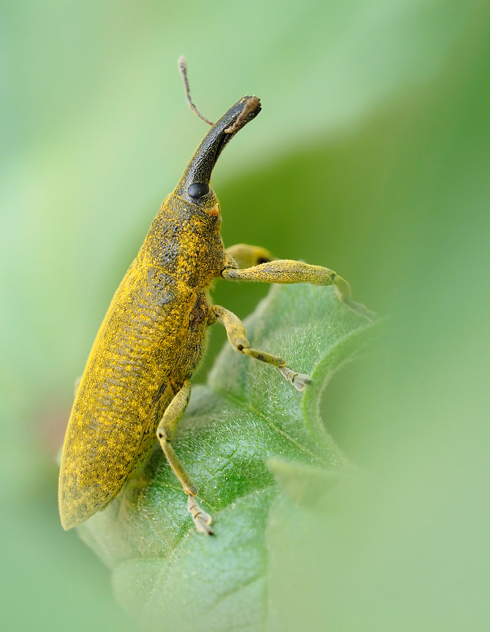 LIXUS ANGUSTATUS 