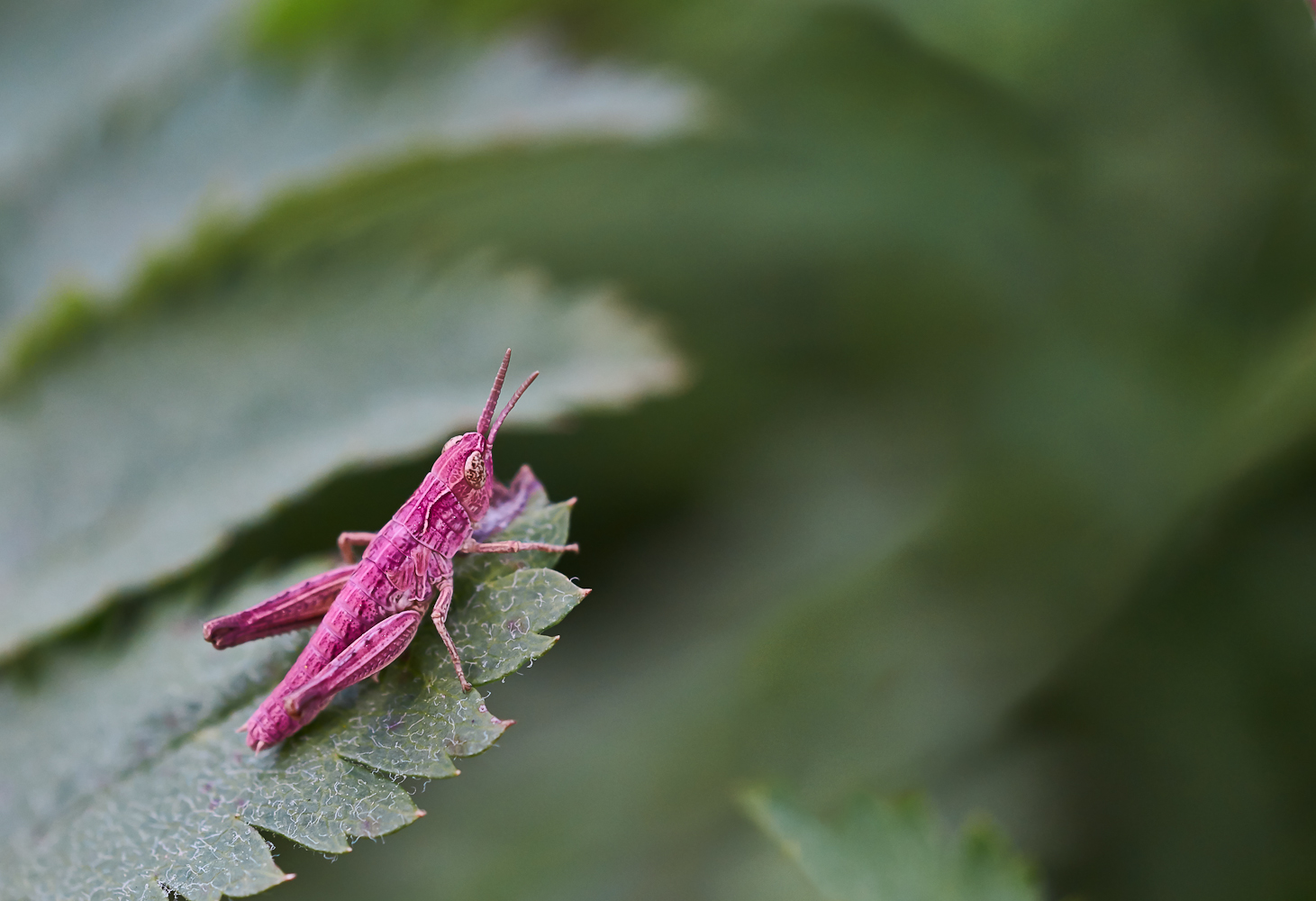 Grashüpfer in pink