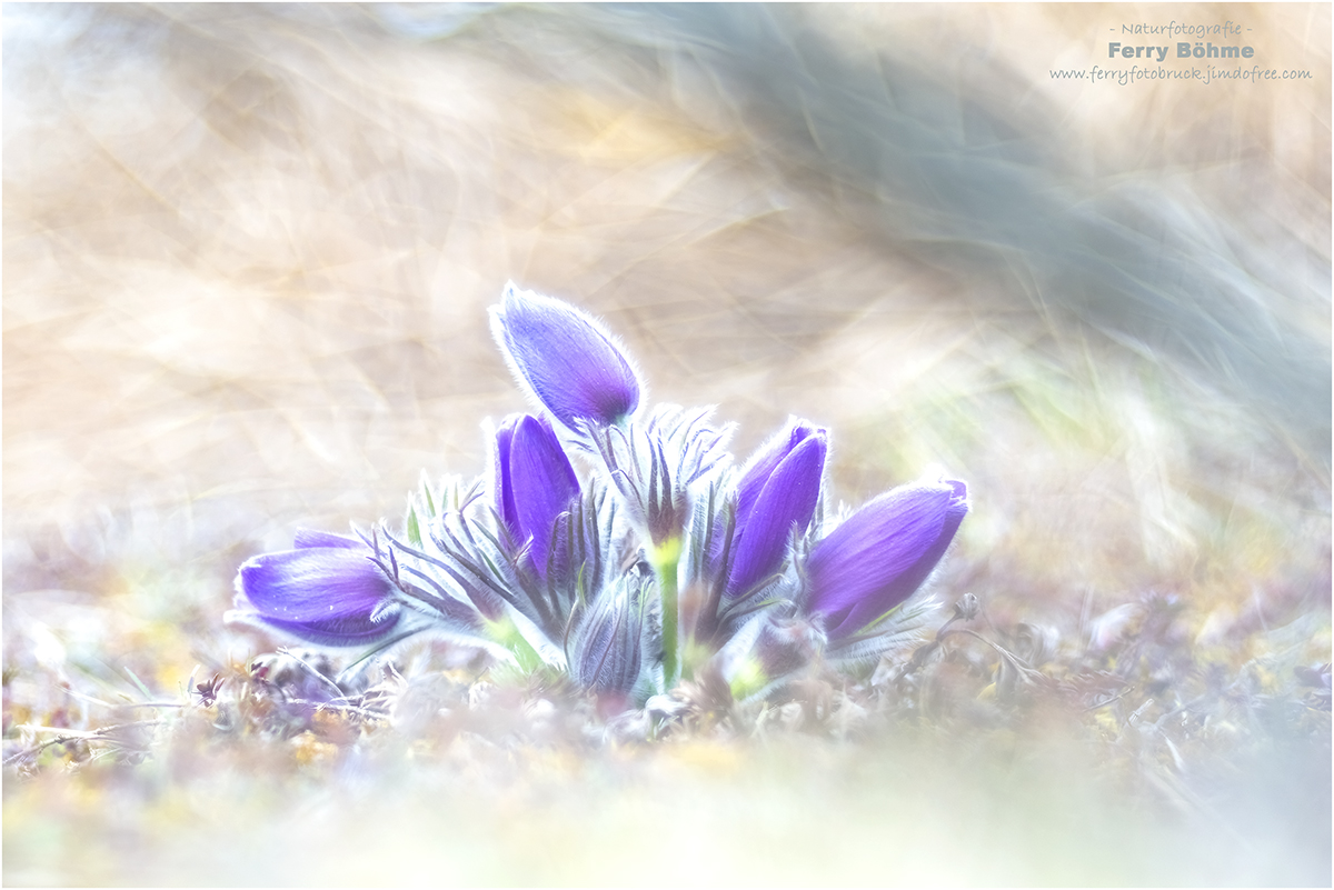 Pulsatilla High Key