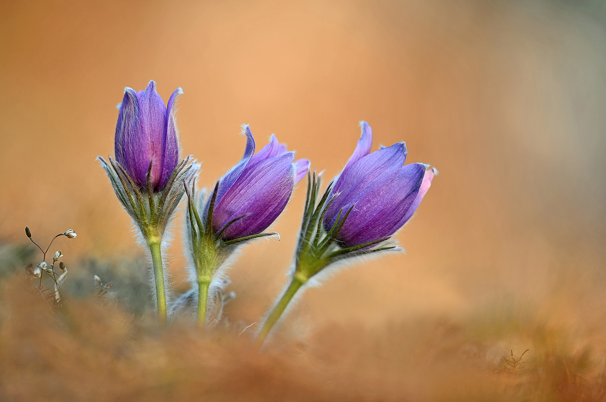 Pulsatilla