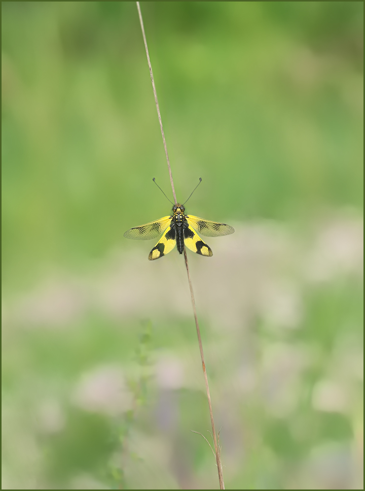 *Libelloides macaronius*
