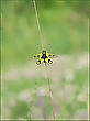 *Libelloides macaronius*
