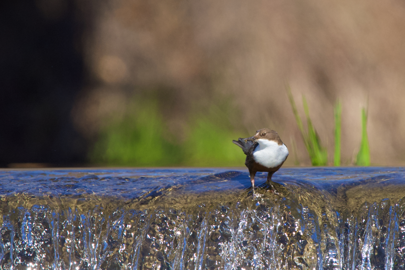 "Wasseramsel klassisch"