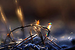 Natur-Kerze für die Lichterkette für Gunnar
