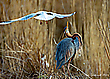 Angekackt