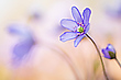 Leberblümchen