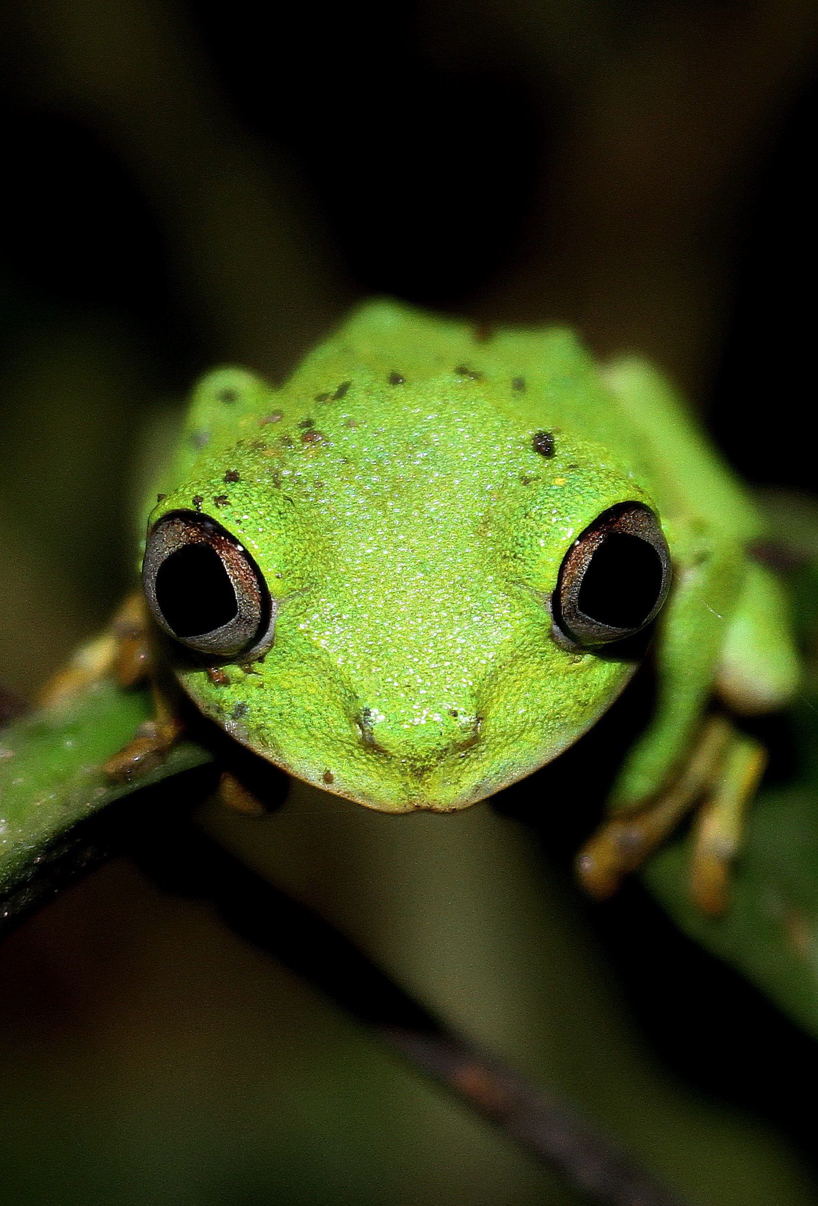 Laubfrosch im Regenwald