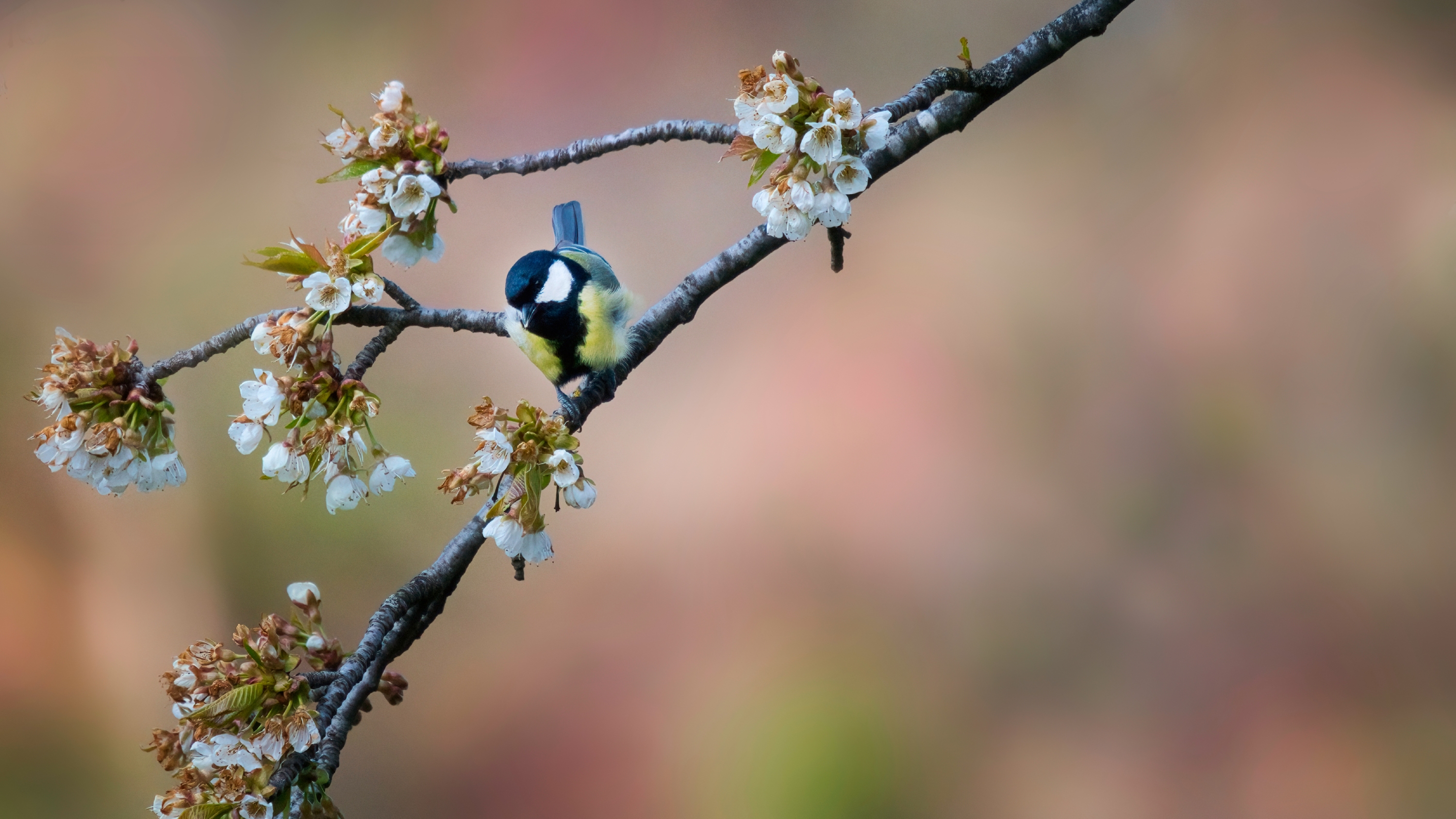 Meise mit Kischblüten