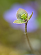 Das war einmal ein Leberblümchen