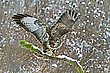 Bussard