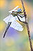 Frühe Heidelibelle (Sympetrum fonscolombii)