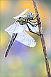 Frühe Heidelibelle (Sympetrum fonscolombii)