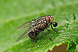Fliege