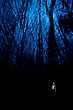 Abends im Wald