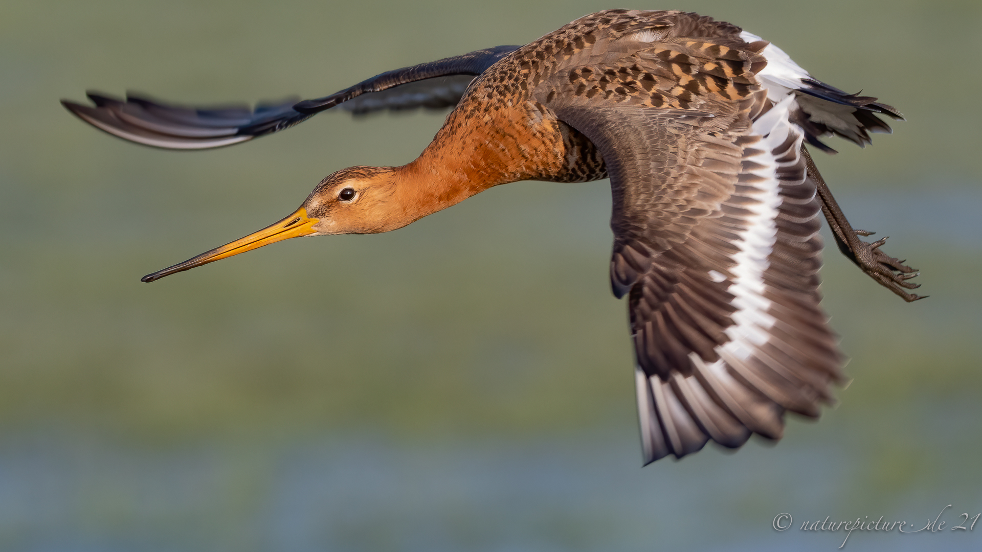 Schnepfe im Abflug