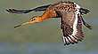 Schnepfe im Abflug