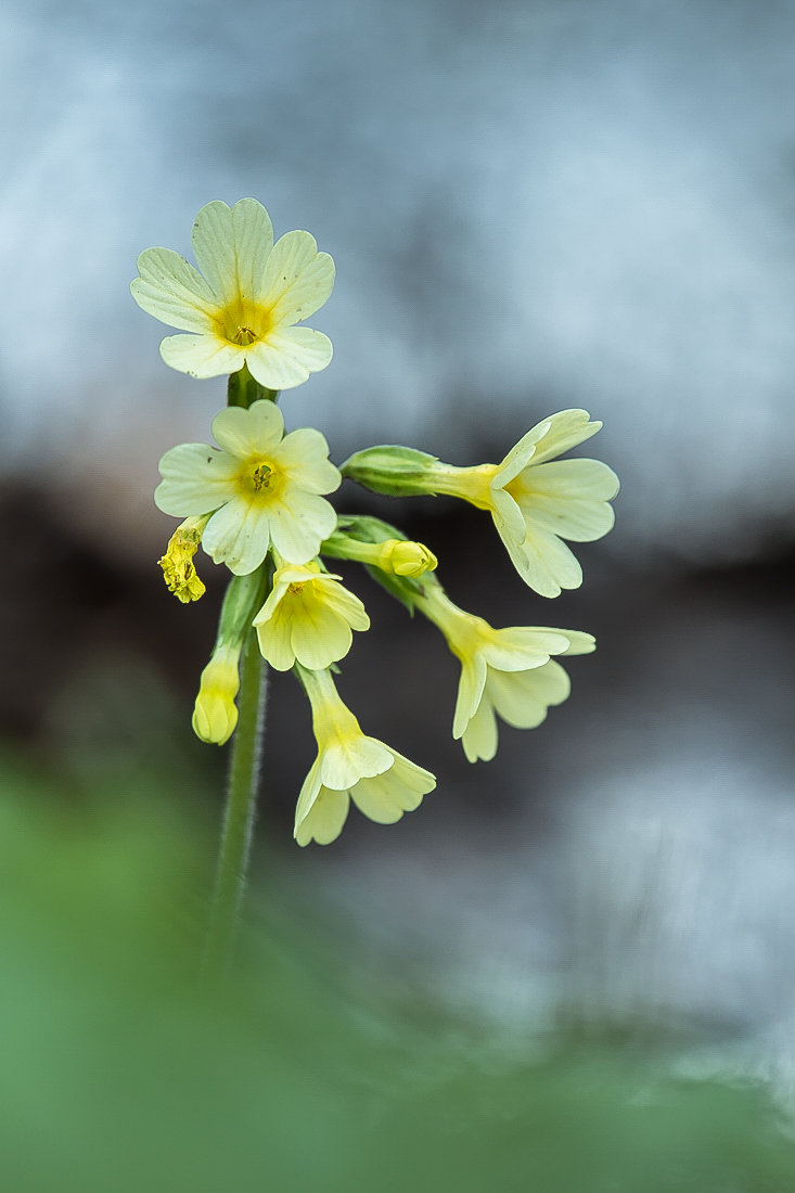 Eine Schlüsselblume