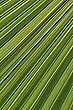 Blattdetail