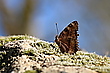 Großer Fuchs