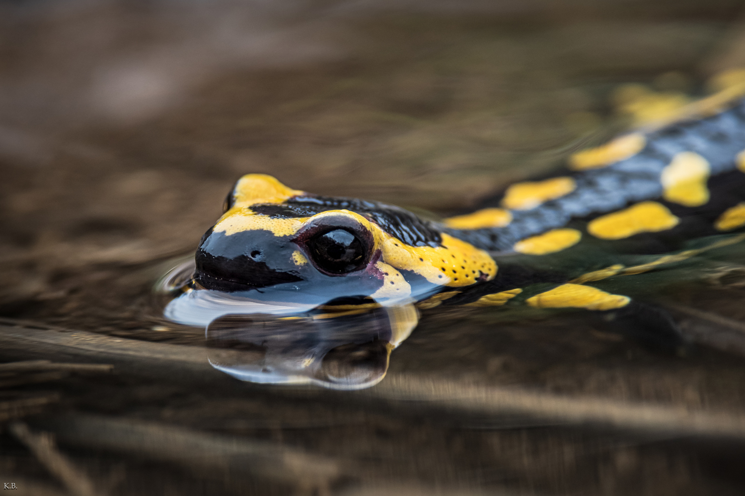 Feuersalamander im Bach