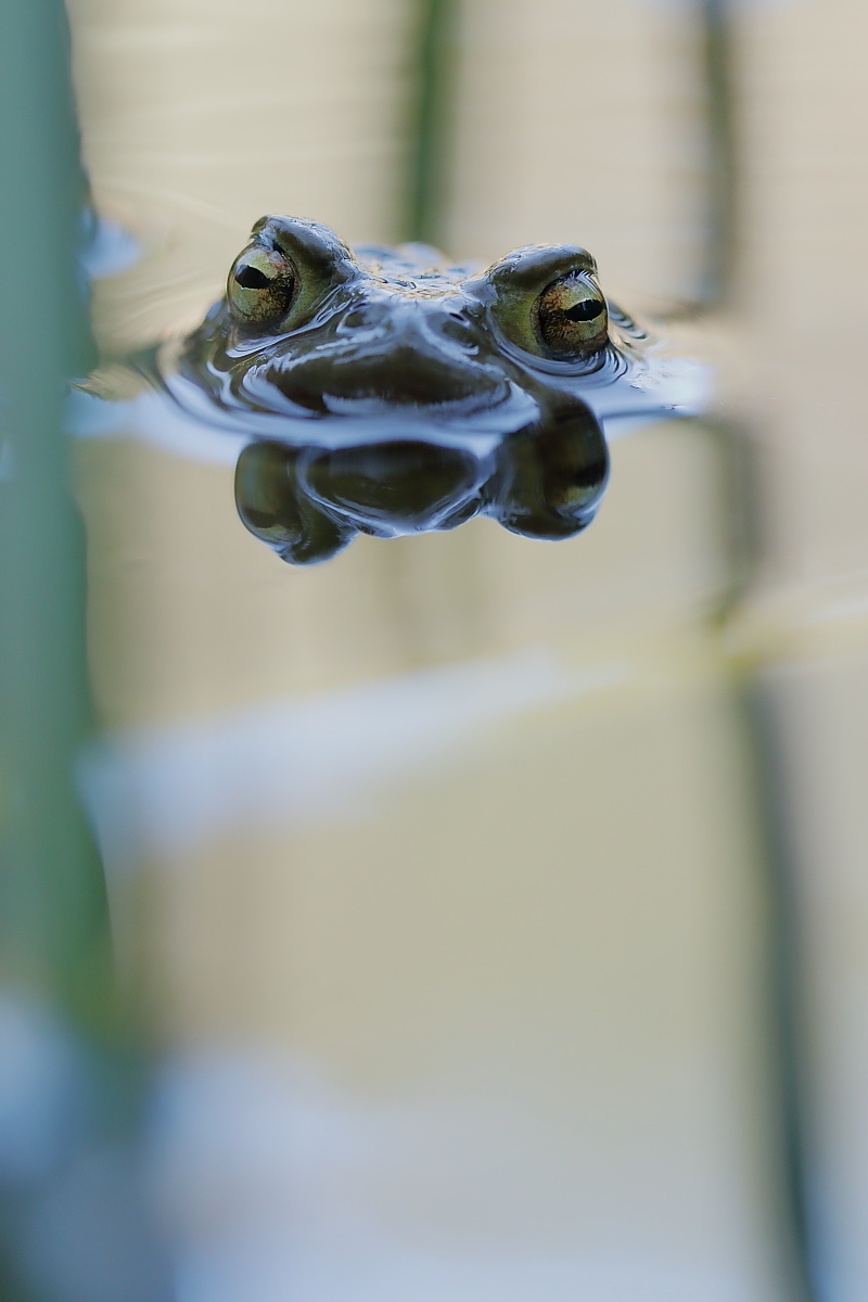 Krötigator