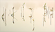 Schriftzeichen