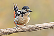 Woody Woodpecker