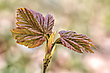 Frische Triebe